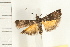  ( - IM07-0562)  @13 [ ] CreativeCommons - Attribution (2008) Unspecified Centre for Biodiversity Genomics