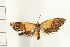  (Eupselia sp. ANICMK219 - IM07-0868)  @13 [ ] CreativeCommons - Attribution (2008) Unspecified Centre for Biodiversity Genomics