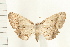  ( - IM08-0045)  @13 [ ] CreativeCommons - Attribution (2008) Unspecified Centre for Biodiversity Genomics