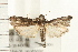 ( - IM08-0302)  @13 [ ] CreativeCommons - Attribution (2008) Unspecified Centre for Biodiversity Genomics