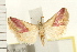  ( - IM08-0785)  @13 [ ] CreativeCommons - Attribution (2008) Unspecified Centre for Biodiversity Genomics