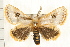  ( - IM08-0787)  @14 [ ] CreativeCommons - Attribution (2008) Unspecified Centre for Biodiversity Genomics