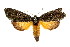  ( - IM08-1970)  @14 [ ] CreativeCommons - Attribution (2011) CBG Photography Group Centre for Biodiversity Genomics
