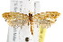  ( - IM08-2003)  @14 [ ] CreativeCommons - Attribution (2011) CBG Photography Group Centre for Biodiversity Genomics