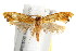  ( - IM08-2036)  @14 [ ] CreativeCommons - Attribution (2011) CBG Photography Group Centre for Biodiversity Genomics