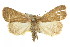  (Simplicia - IM08-2045)  @15 [ ] CreativeCommons - Attribution (2011) CBG Photography Group Centre for Biodiversity Genomics