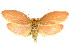  ( - IM08-2096)  @13 [ ] CreativeCommons - Attribution (2011) CBG Photography Group Centre for Biodiversity Genomics