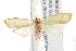  ( - IM08-2101)  @13 [ ] CreativeCommons - Attribution (2011) CBG Photography Group Centre for Biodiversity Genomics