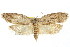  ( - IM08-2150)  @13 [ ] CreativeCommons - Attribution (2011) CBG Photography Group Centre for Biodiversity Genomics