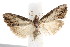  ( - IM08-2152)  @14 [ ] CreativeCommons - Attribution (2011) CBG Photography Group Centre for Biodiversity Genomics