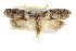  ( - IM08-2172)  @14 [ ] CreativeCommons - Attribution (2011) CBG Photography Group Centre for Biodiversity Genomics