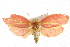  ( - IM08-2201)  @13 [ ] CreativeCommons - Attribution (2011) CBG Photography Group Centre for Biodiversity Genomics