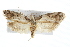  ( - IM08-2224)  @14 [ ] CreativeCommons - Attribution (2011) CBG Photography Group Centre for Biodiversity Genomics