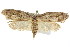  ( - IM08-2281)  @14 [ ] CreativeCommons - Attribution (2011) CBG Photography Group Centre for Biodiversity Genomics