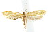  ( - IM08-2329)  @14 [ ] CreativeCommons - Attribution (2011) CBG Photography Group Centre for Biodiversity Genomics