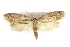  ( - IM08-2371)  @14 [ ] CreativeCommons - Attribution (2011) CBG Photography Group Centre for Biodiversity Genomics