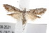  (Nola paroxynta - IM08-2521)  @14 [ ] CreativeCommons - Attribution (2011) CBG Photography Group Centre for Biodiversity Genomics