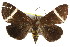  ( - IM08-2622)  @14 [ ] CreativeCommons - Attribution (2011) CBG Photography Group Centre for Biodiversity Genomics