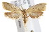  ( - IM08-2634)  @13 [ ] CreativeCommons - Attribution (2011) CBG Photography Group Centre for Biodiversity Genomics
