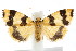  (Termessa congrua - IM08-2645)  @14 [ ] CreativeCommons - Attribution (2011) CBG Photography Group Centre for Biodiversity Genomics