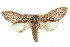  ( - IM08-2734)  @14 [ ] CreativeCommons - Attribution (2011) CBG Photography Group Centre for Biodiversity Genomics