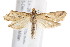  (Achyra massalis - IM08-2761)  @15 [ ] CreativeCommons - Attribution (2011) CBG Photography Group Centre for Biodiversity Genomics