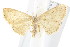  ( - IM08-2778)  @13 [ ] CreativeCommons - Attribution (2011) CBG Photography Group Centre for Biodiversity Genomics