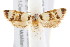  ( - IM08-2837)  @13 [ ] CreativeCommons - Attribution (2011) CBG Photography Group Centre for Biodiversity Genomics