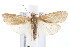  ( - IM08-2866)  @15 [ ] CreativeCommons - Attribution (2011) CBG Photography Group Centre for Biodiversity Genomics