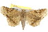  ( - IM08-2993)  @13 [ ] CreativeCommons - Attribution (2011) CBG Photography Group Centre for Biodiversity Genomics
