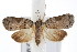  (Nycteola exophila - IM09-0001)  @14 [ ] CreativeCommons - Attribution (2011) CBG Photography Group Centre for Biodiversity Genomics