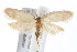  ( - IM09-0168)  @14 [ ] CreativeCommons - Attribution (2011) CBG Photography Group Centre for Biodiversity Genomics