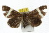  ( - IM07-1001)  @13 [ ] CreativeCommons - Attribution (2011) CBG Photography Group Centre for Biodiversity Genomics