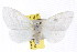  ( - IM08-0038)  @13 [ ] CreativeCommons - Attribution (2011) CBG Photography Group Centre for Biodiversity Genomics