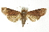  ( - IM08-0660)  @14 [ ] CreativeCommons - Attribution (2011) CBG Photography Group Centre for Biodiversity Genomics