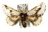  ( - IM08-0834)  @14 [ ] CreativeCommons - Attribution (2011) CBG Photography Group Centre for Biodiversity Genomics