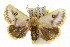  ( - IM08-0880)  @13 [ ] CreativeCommons - Attribution (2011) CBG Photography Group Centre for Biodiversity Genomics