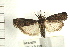  ( - IM08-0978)  @13 [ ] CreativeCommons - Attribution (2008) Unspecified Centre for Biodiversity Genomics