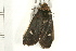  ( - IM08-1011)  @12 [ ] CreativeCommons - Attribution (2008) Unspecified Centre for Biodiversity Genomics