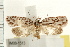  ( - IM08-1513)  @11 [ ] CreativeCommons - Attribution (2008) Unspecified Centre for Biodiversity Genomics