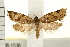  ( - IM08-1538)  @11 [ ] CreativeCommons - Attribution (2008) Unspecified Centre for Biodiversity Genomics