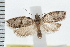  ( - IM08-1074)  @13 [ ] CreativeCommons - Attribution (2008) Unspecified Centre for Biodiversity Genomics