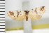  ( - IM08-1095)  @13 [ ] CreativeCommons - Attribution (2008) Unspecified Centre for Biodiversity Genomics