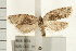  ( - IM08-1574)  @13 [ ] CreativeCommons - Attribution (2008) Unspecified Centre for Biodiversity Genomics