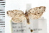  ( - IM08-1135)  @13 [ ] CreativeCommons - Attribution (2008) Unspecified Centre for Biodiversity Genomics