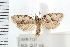  ( - IM08-1137)  @13 [ ] CreativeCommons - Attribution (2008) Unspecified Centre for Biodiversity Genomics