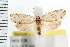  ( - IM08-1138)  @13 [ ] CreativeCommons - Attribution (2008) Unspecified Centre for Biodiversity Genomics
