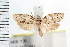  ( - IM08-1139)  @13 [ ] CreativeCommons - Attribution (2008) Unspecified Centre for Biodiversity Genomics