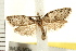  ( - IM08-1638)  @13 [ ] CreativeCommons - Attribution (2008) Unspecified Centre for Biodiversity Genomics