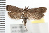  (Dichomeris capnites - IM08-1165)  @15 [ ] CreativeCommons - Attribution (2008) Unspecified Centre for Biodiversity Genomics